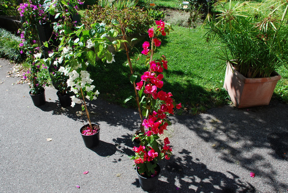 Orto Botanico_039.JPG - BOUGANVILLE